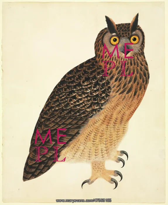 : Bubo bubo bengalensis, Eurasian eagle-owl : Bubo bubo bengalensis, Eurasian eagle-owl
