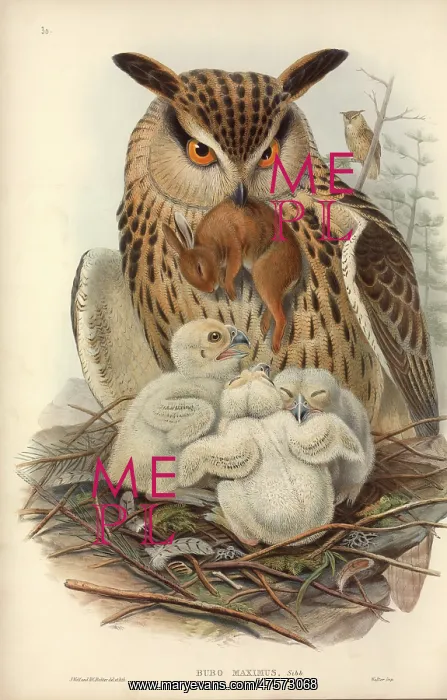 : Bubo bubo, Eurasian eagle-owl : Bubo bubo, Eurasian eagle-owl