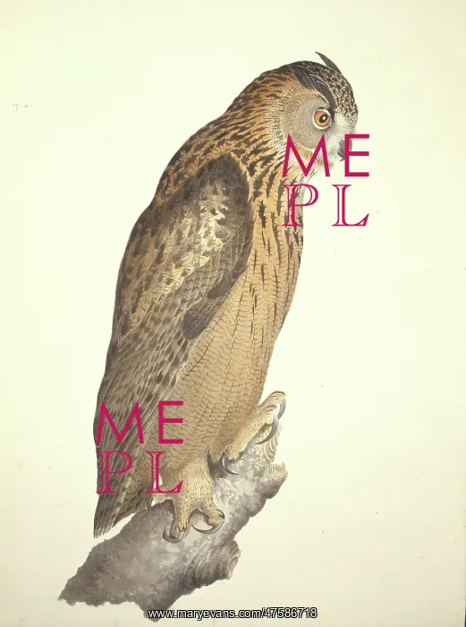 : Bubo bubo, Eurasian eagle-owl : Bubo bubo, Eurasian eagle-owl