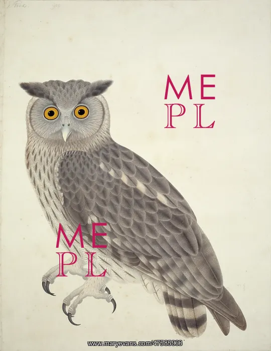 : Bubo coromandus, dusky eagle owl : Bubo coromandus, dusky eagle owl