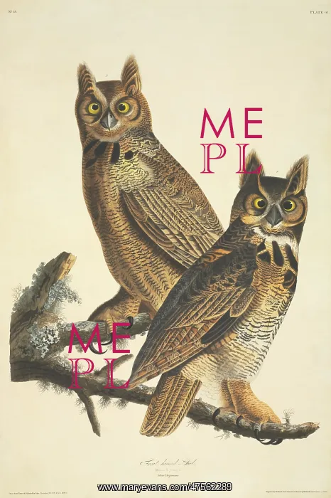 : Bubo virginianus, great-horned owl : Bubo virginianus, great-horned owl