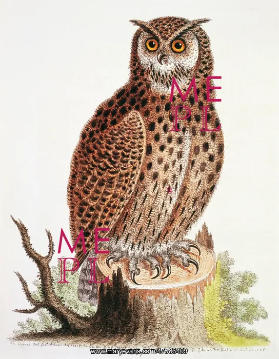 : Bubo virginianus, great horned owl : Bubo virginianus, great horned owl