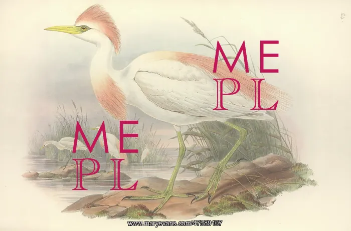 : Bubulcus ibis, cattle egret : Bubulcus ibis, cattle egret