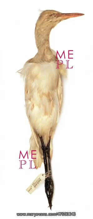 : Bubulcus ibis, cattle egret : Bubulcus ibis, cattle egret