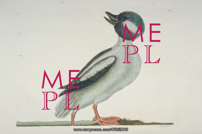 : Bucephala albeola, bufflehead : Bucephala albeola, bufflehead