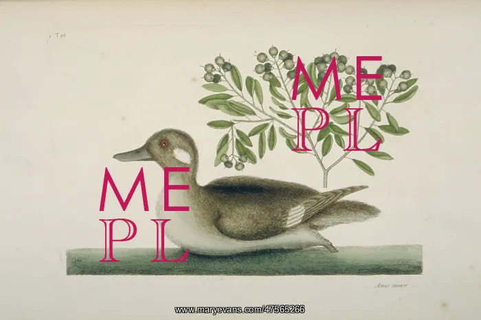 : Bucephala albeola, bufflehead : Bucephala albeola, bufflehead