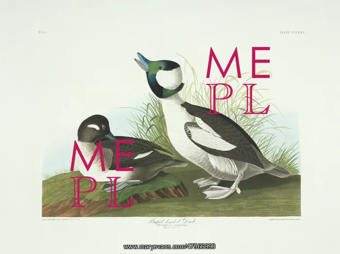 : Bucephala albeola, bufflehead : Bucephala albeola, bufflehead