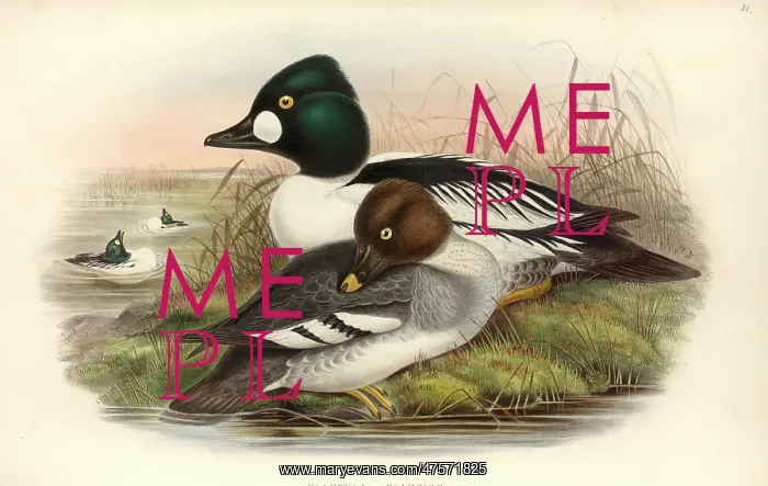 : Bucephala clangula, common goldeneye : Bucephala clangula, common goldeneye