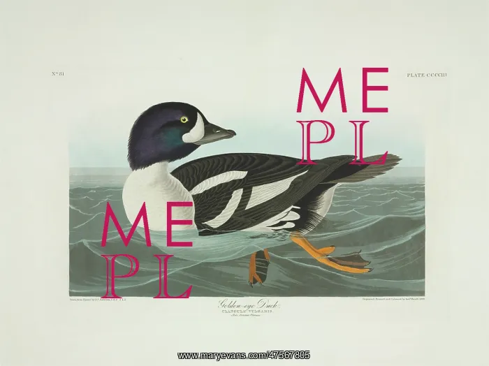 : Bucephala islandica, Barrow's goldeneye : Bucephala islandica, Barrow's goldeneye