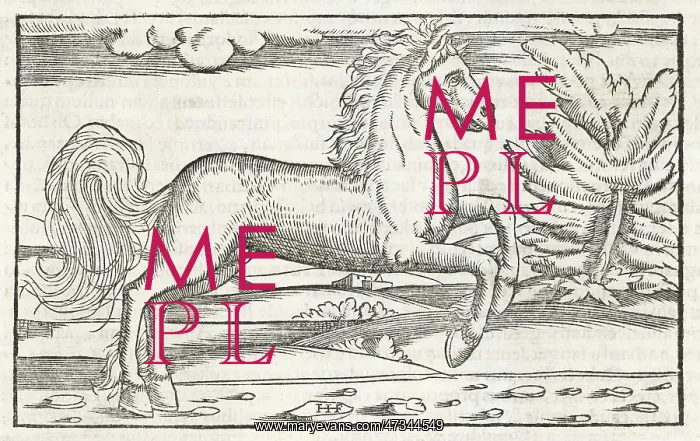 : BUCEPHALUS