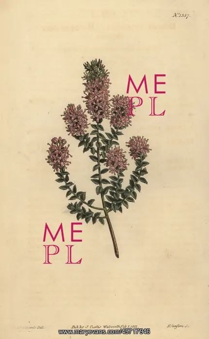  : Buchu, Agathosma pulchella