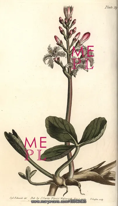 : Buckbean, Menyanthes trifoliata : Buckbean, Menyanthes trifoliata