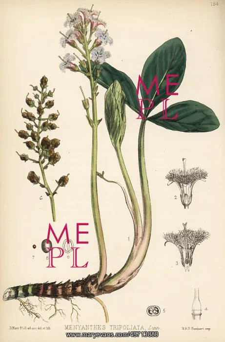 : Buckbean, Menyanthes trifoliata : Buckbean, Menyanthes trifoliata