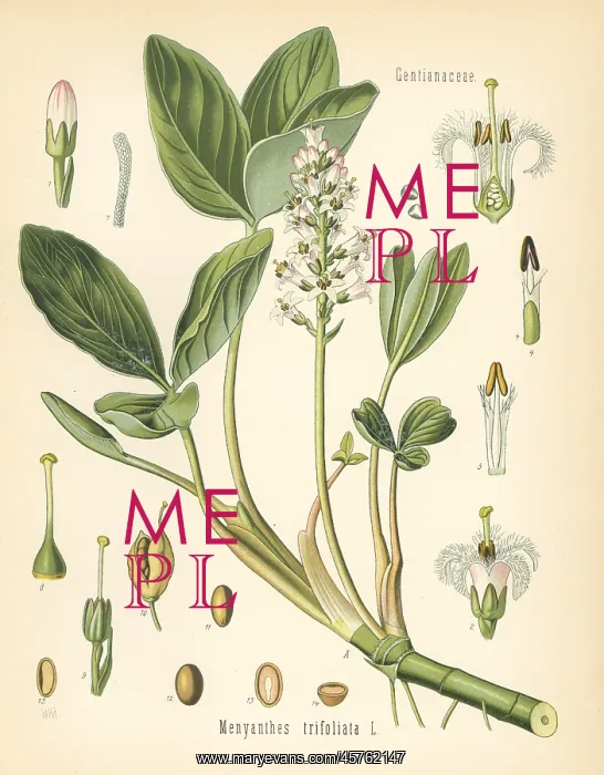 : Buckbean, Menyanthes trifoliata : Buckbean, Menyanthes trifoliata