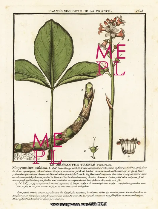 : Buckbean, Menyanthes trifoliata : Buckbean, Menyanthes trifoliata