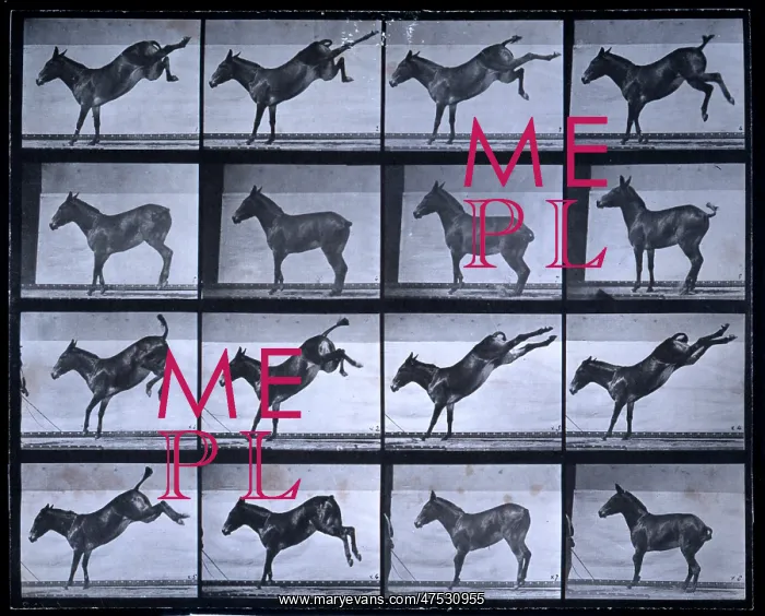  : Bucking Horse