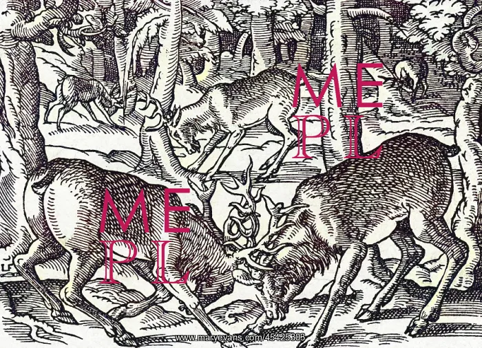  : TWO BUCKS FIGHTING