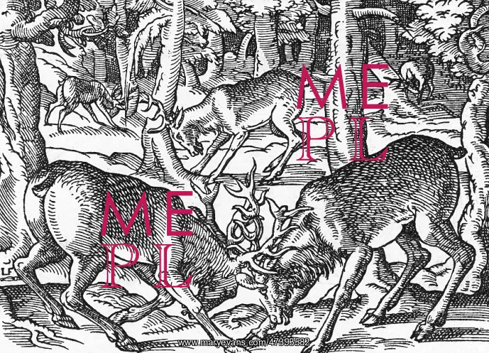  : TWO BUCKS FIGHTING