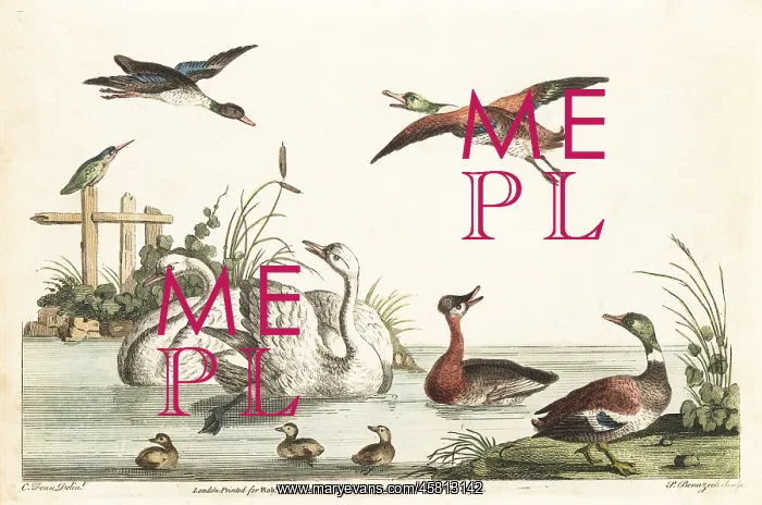 : Bucolic pond scene with ducks, swans, kingfisher, chicks : Bucolic pond scene with ducks, swans, kingfisher, chicks