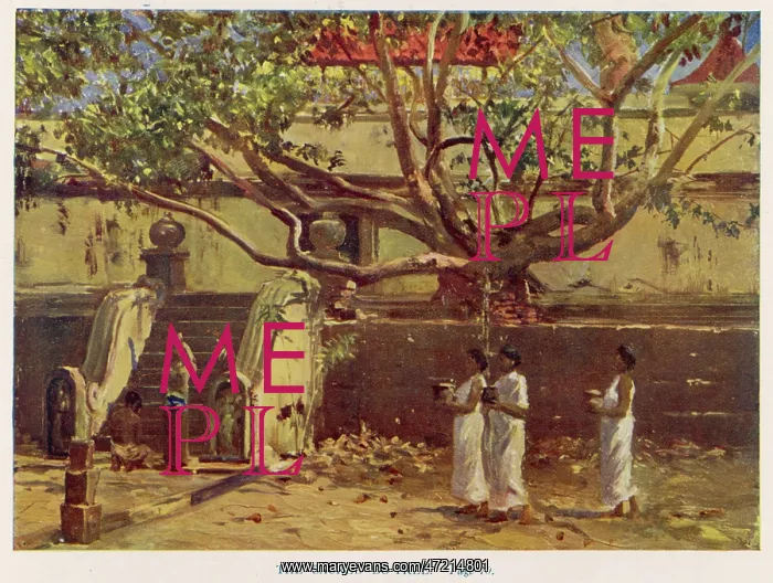 : BUDDHA'S BO-TREE : BUDDHA'S BO-TREE