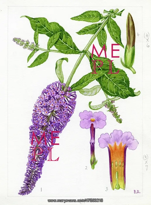 : Buddleja davidii - butterfly-bush : Buddleja davidii - butterfly-bush