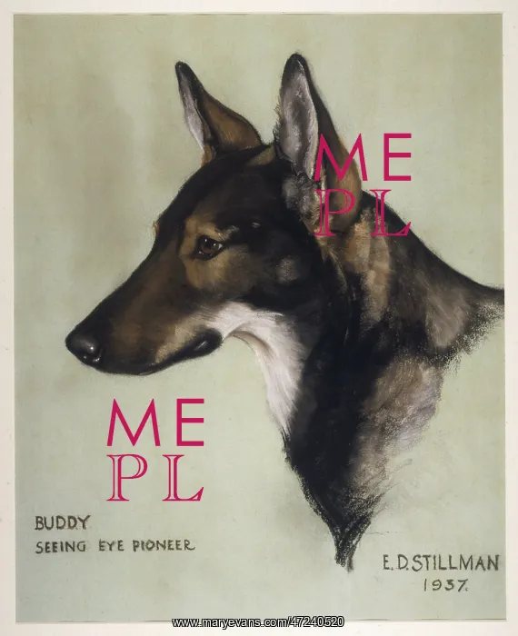 : BUDDY, SEEING EYE : BUDDY, SEEING EYE