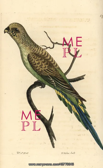 : Budgerigar, Melopsittacus undulatus : Budgerigar, Melopsittacus undulatus