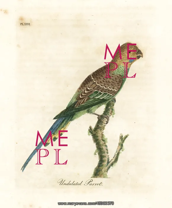 : Budgerigar, Melopsittacus undulatus : Budgerigar, Melopsittacus undulatus