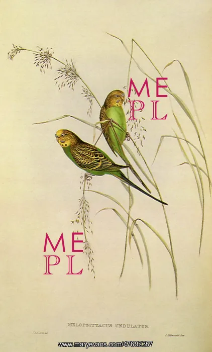 : Budgerigar, Melopsittacus undulatus : Budgerigar, Melopsittacus undulatus