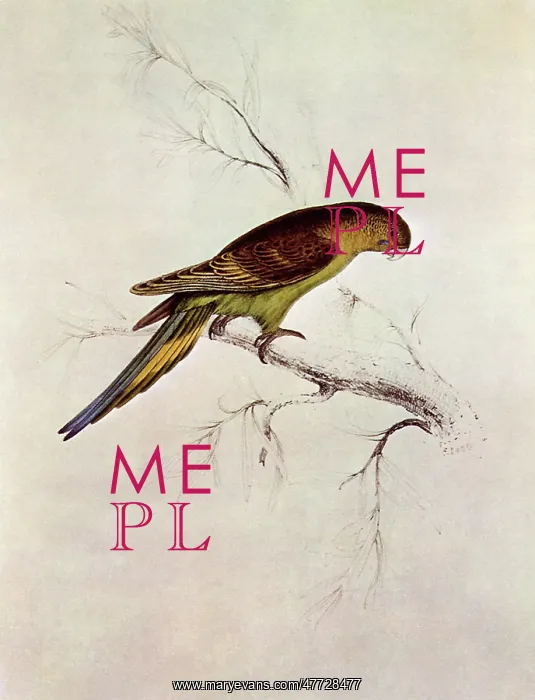  : Budgerigar, Melopsittacus undulatus