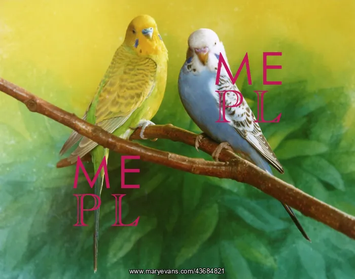 : Two budgerigars : Two budgerigars