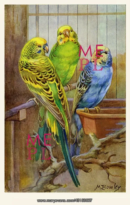  : Budgerigars