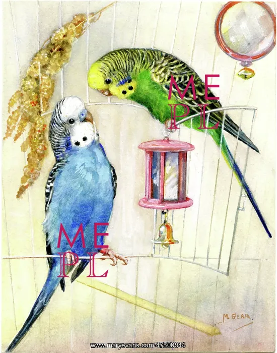 : Two budgerigars in a cage : Two budgerigars in a cage