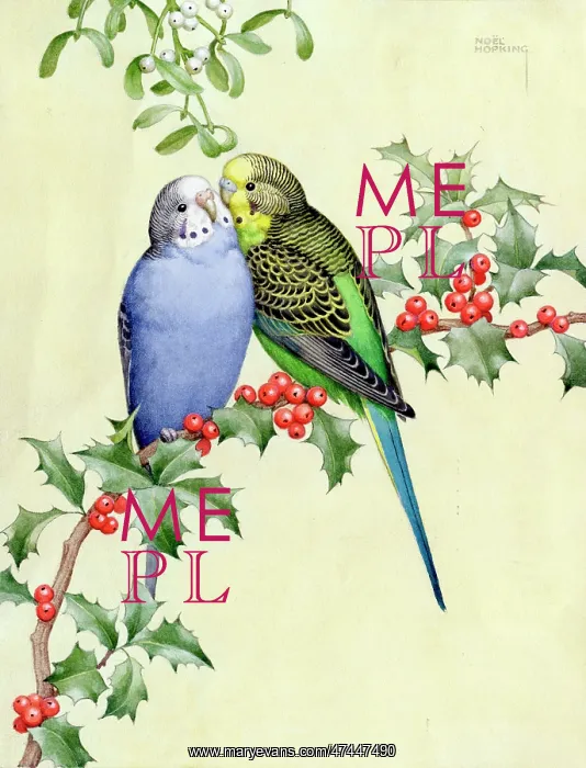 : Two budgerigars on holly branch under mistletoe : Two budgerigars on holly branch under mistletoe