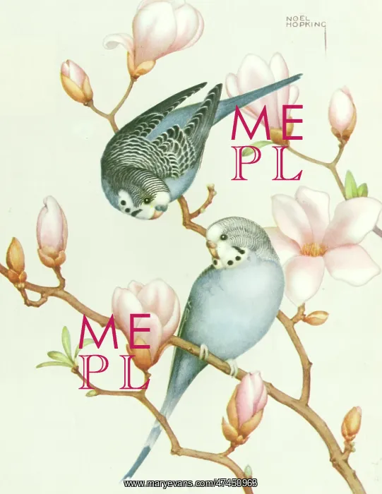 : Budgerigars on Magnolia : Budgerigars on Magnolia