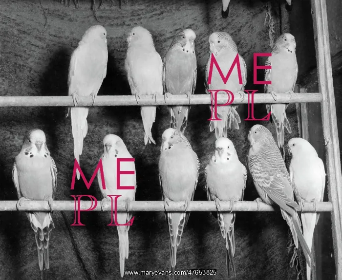 : Eleven budgerigars on two perches : Eleven budgerigars on two perches