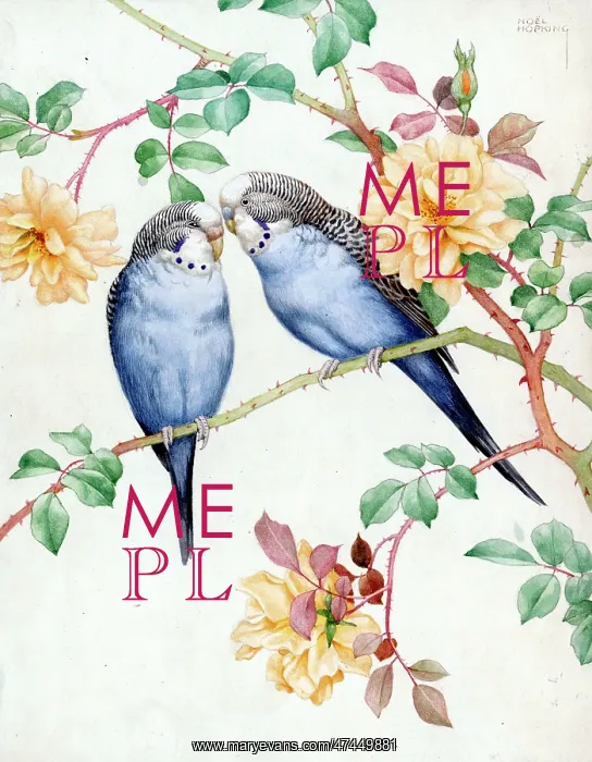  : Two budgerigars on roses