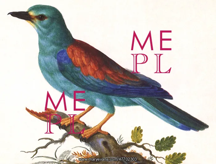  : Bue and Red Bird