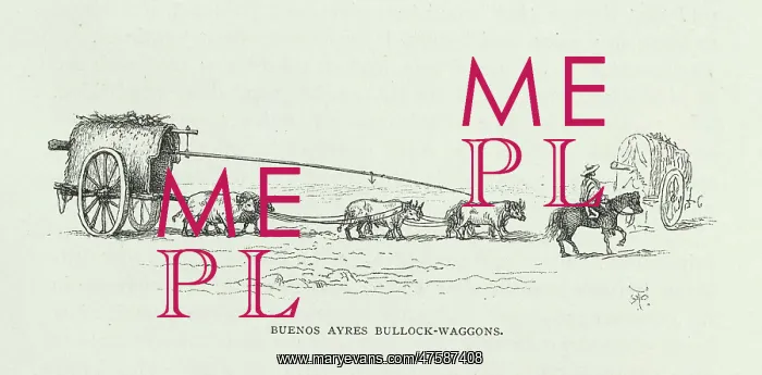 : Buenos Ayres Bullock-wagons : Buenos Ayres Bullock-wagons