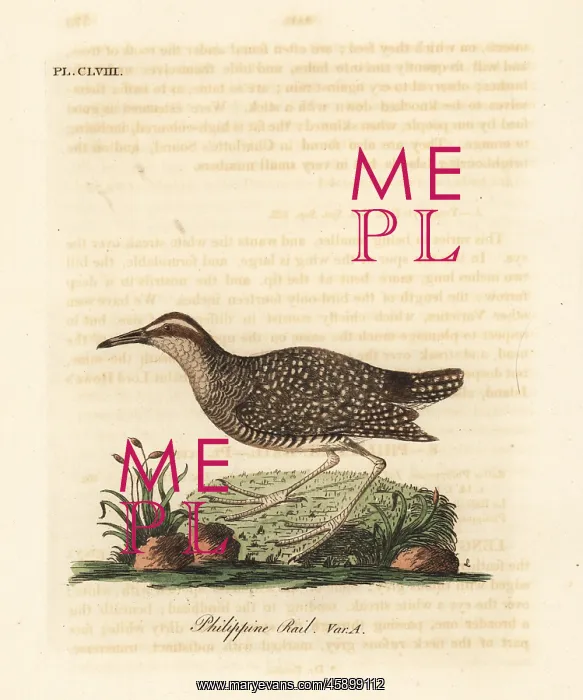 : Buff-banded rail, Gallirallus philippensis : Buff-banded rail, Gallirallus philippensis