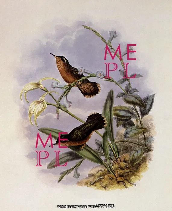  : Buff-Breasted Hummingbird, Adelomyia Cervina
