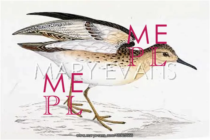  : BUFF-BREASTED SANDPIPER