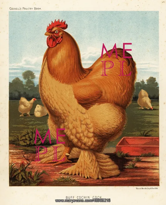 : Buff cochin cock : Buff cochin cock