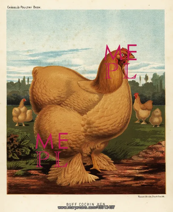 : Buff cochin hen : Buff cochin hen