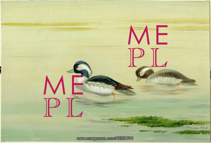  : Buff Headed Ducks
