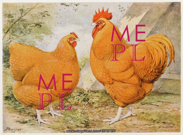 : BUFF ORPINGTON : BUFF ORPINGTON