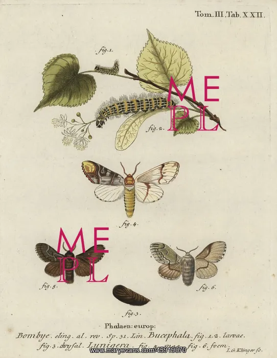 : Buff-tip moth, Phalera bucephala, and Cosmotriche lobulina : Buff-tip moth, Phalera bucephala, and Cosmotriche lobulina