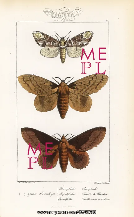 : Buff-tip, poplar lappet and lappet moth : Buff-tip, poplar lappet and lappet moth