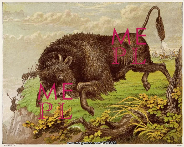 : BUFFALO. Desperately fleeing from the guns of Native American hunters : BUFFALO. Desperately fleeing from the guns of Native American hunters