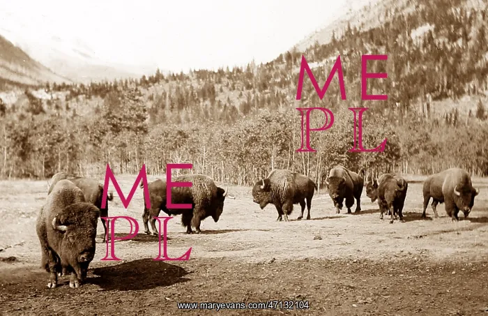  : Buffalo, Banff, Canada